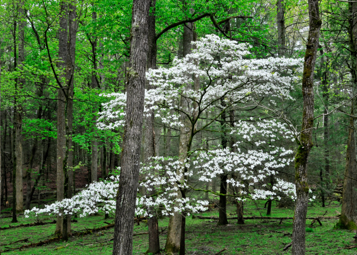 Living Memorial Dogwood