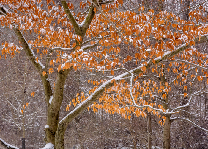 Pennypack trees with snow