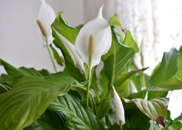 Sympathy Peace Lily